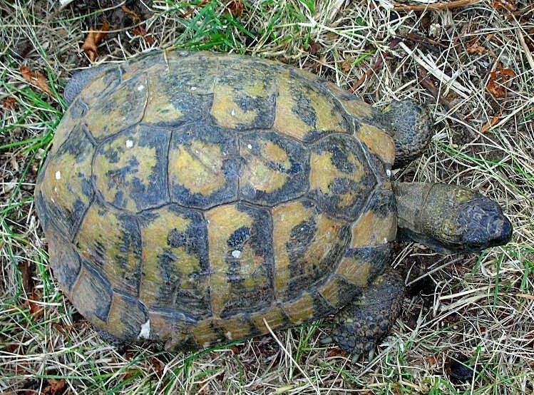 Testuggine terrestre Testudo hermanni hermanni